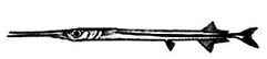 Platybelone argalus (Cave).jpg